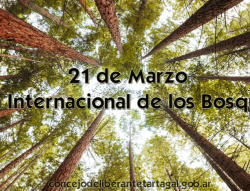 21 de Marzo -Día Internacional de los Bosques-