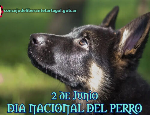 2 de Junio -Día Nacional del Perro-